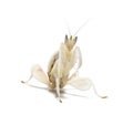 Young orchid mantis, Hymenopus coronatus, isolated on white Royalty Free Stock Photo