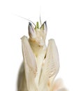 Young orchid mantis, Hymenopus coronatus, isolated on white Royalty Free Stock Photo