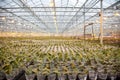 Young orchid plants in huge glass house