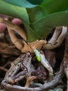 Young Orchid root closeup. Breeding orchids.