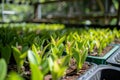 young orchids being acclimatized in a shaded area Royalty Free Stock Photo