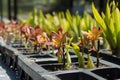 young orchids being acclimatized in a shaded area Royalty Free Stock Photo