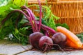 Young organic beetroots and carrots with leaves on a wooden table Royalty Free Stock Photo