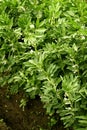 Young organic black beans seedlings grow in the ground. Beans plants in the garden