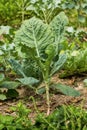 Young organic cabbage