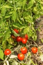 Young organic cherry tomatoes