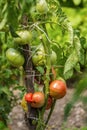 Young organic cherry tomatoes