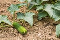 Young organic cucumber