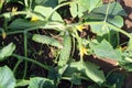 Young organic cucumbers growing.