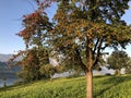 Young organic orchards and green Swiss pastures on the slopes of the Buochserhorn mountain and by the lake Lucerne