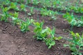 young organic pea plants in the garden creeping through a grid Royalty Free Stock Photo