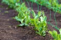 Young organic pea plants in the garden creeping through a grid Royalty Free Stock Photo