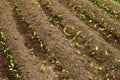 Young organic pepper seedlings grow in the ground. Pepper plants in the garden