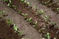 Young organic pepper seedlings grow in the ground. Pepper plants in the garden