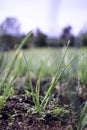 Young organic shallot plantation on out-of-focus background. It's in its growth period Royalty Free Stock Photo