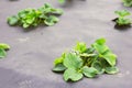 Young organic strawberry plants in the garden, protective garden foil