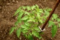 Young organic tomato seedlings grow in the ground. Tomato plants in the garden