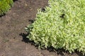 Young ornamental shrub Variegated Dogwood (Cornus alba Sibirica Variegata) on plantation in garden center or greenhouse.