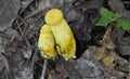 Young Ornate-stalked or Goldstalk Bolete Mushrooms