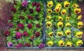 Young orphan viola flowers in yellow blue purple pots