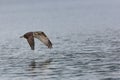 Young Osprey Flight Reflection