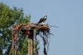 Young Osprey Calling Out While Perched on its Nest Royalty Free Stock Photo