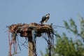 Young Osprey Calling Out While Perched on its Nest Royalty Free Stock Photo