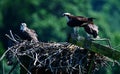 Young osprey chicks in the nest waiting for an adult to return. Royalty Free Stock Photo