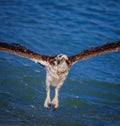 Young Osprey dripping with water after dive into gulf