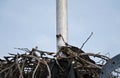 Young Osprey in Nest in Everglades National Park, Florida Royalty Free Stock Photo