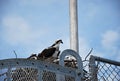 Young Osprey in Nest in Everglades National Park, Florida Royalty Free Stock Photo