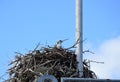 Young Osprey in Nest in Everglades National Park, Florida Royalty Free Stock Photo
