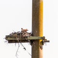 Young Osprey in a nest