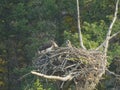 Young osprey on a nest scratches its head in yellowstone Royalty Free Stock Photo