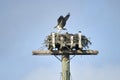 Young Osprey Pandion haliaetus tests itÃ¢â¬â¢s wings