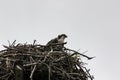 A young osprey sitting in a nest Royalty Free Stock Photo