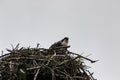 A young osprey sitting in a nest Royalty Free Stock Photo