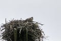 A young osprey sitting in a nest Royalty Free Stock Photo