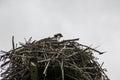 A young osprey sitting in a nest Royalty Free Stock Photo