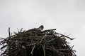 A young osprey sitting in a nest Royalty Free Stock Photo