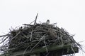 A young osprey sitting in a nest Royalty Free Stock Photo