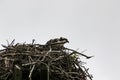 A young osprey sitting in a nest Royalty Free Stock Photo