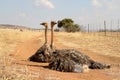 Young ostrich birds.