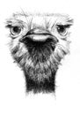 Young ostrich head closeup, drawing illustration with ballpoint pen