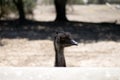 Young Ostrich head Royalty Free Stock Photo
