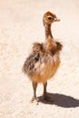 Young ostrich. Ostrich face portrait close-up Royalty Free Stock Photo