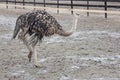 Young ostrich walking ostrich farm