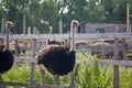 Young ostriches on a farm Royalty Free Stock Photo