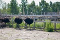 Young ostriches on a farm Royalty Free Stock Photo