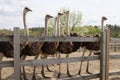 Young ostriches flocked together in an enclosure at an ostrich farm Royalty Free Stock Photo